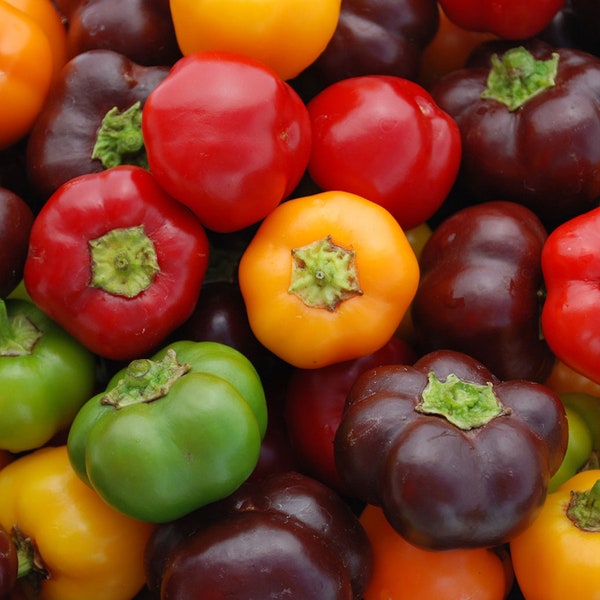 Sweet Pepper- Baby Bell Combo- Chocolate, Red, Yellow- packed separately- 25 seeds each pack