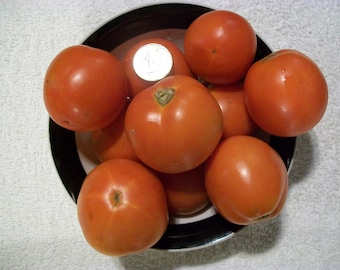 Heirloom Tomato- SIBERIAN- 56 to 70 day- RED- Determinate-  25 seeds per pack