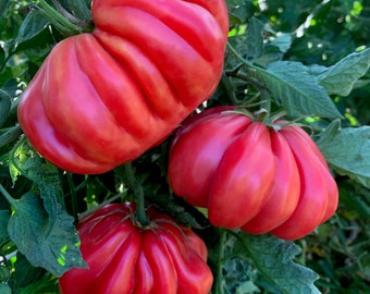 Heirloom Tomato- Zapotec Pleated- 85 day- Indeterminate- 25 seeds