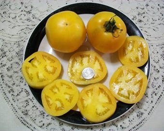 Heirloom Tomato- CARO RICH- 80 day- ORANGE Indeterminate- 25 seeds per pack
