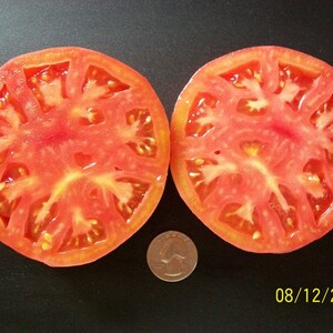 May include: Two halves of a red tomato, cut in half, showing the inside of the tomato with seeds. The tomato is on a black surface with a US quarter for scale.