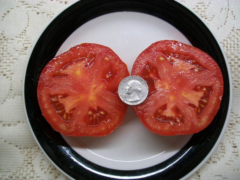 Heirloom Tomato WISCONSIN 55 75 to 80 Day RED Indeterminate Etsy