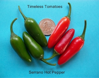 Hot Pepper- Serrano- 80 day- 15,000 + scovilles- medium to hot - 25 seeds