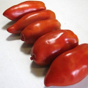 Paste Tomato- OPALKA- 85 day RED Indeterminate-  25 seeds per pack