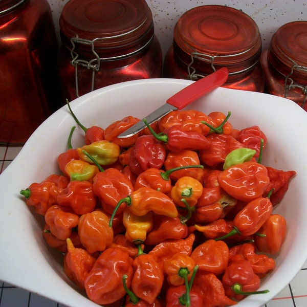 Hot Pepper- TOBAGO SEASONING PEPPER- 90 day- 500 shu- extremely mild- 25 seeds