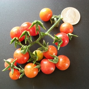 Cherry Tomato- MATT'S WILD CHERRY- 65 day currant- Indeterminate- 25 seeds