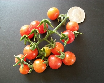 Cherry Tomato- MATT'S WILD CHERRY- 65 day currant- Indeterminate- 25 seeds
