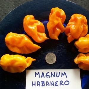 Hot Pepper- Habanero MAGNUM ORANGE- 300,000 SHU- extremely hot- 25 seeds