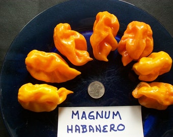 Hot Pepper- Habanero MAGNUM ORANGE- 300,000 SHU- extremely hot- 25 seeds