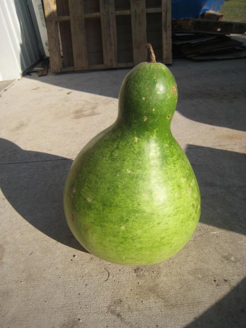 Gourd African Wine Kettle Huge art specimen Outstanding Etsy