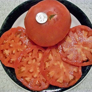 Heirloom Tomato Brandywine Red 90 to 100 day RED Indeterminate 25 seeds image 2