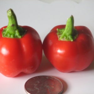 Sweet Pepper- BABY BELL RED- 78 days to harvest- 25 seeds