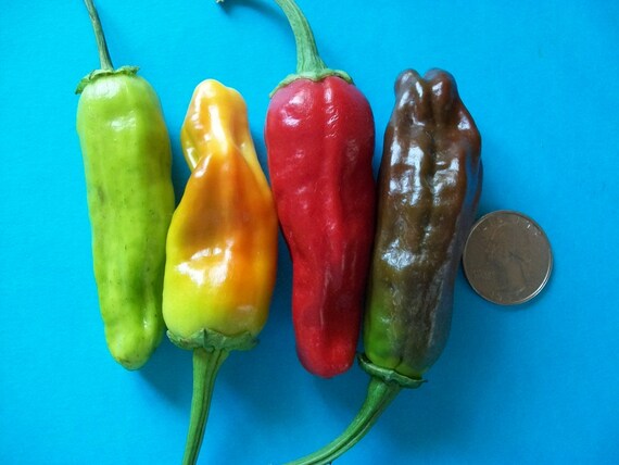 25 PEPERONCINI PEPPER 2019 all non-gmo heirloom vegetable seeds!