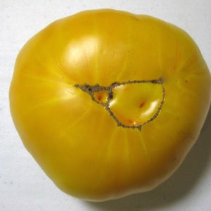 May include: A bright yellow tomato with a brown scar on the top. The tomato is round and has a smooth surface.