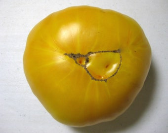Heirloom Tomato- BRANDYWINE YELLOW- 90 to 100 day Indeterminate- 25 seeds