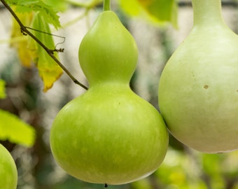 Gourd- BOTTLE/ BIRDHOUSE- 8 to 10 inches wide- 120 days to harvest- 18 seeds