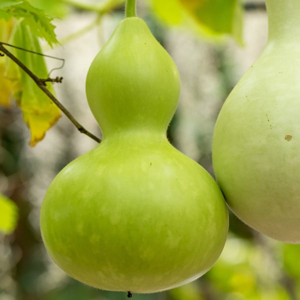 Gourd- BOTTLE/ BIRDHOUSE- 8 to 10 inches wide- 120 days to harvest- 18 seeds