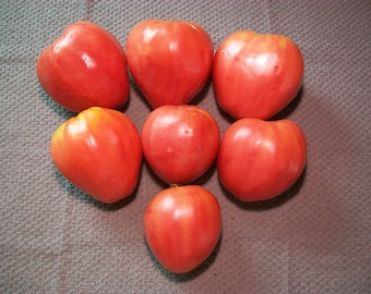 Heirloom Tomato- GERMAN RED STRAWBERRY- 80 day huge red Indeterminate- 25 seeds
