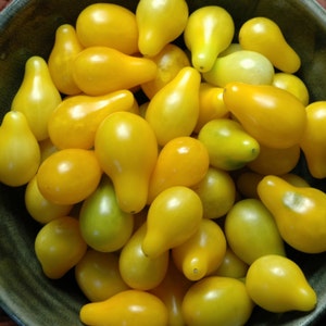 Cherry Tomato- Yellow Pear- heirloom- 75 day- INDETERMINATE- 25 seeds