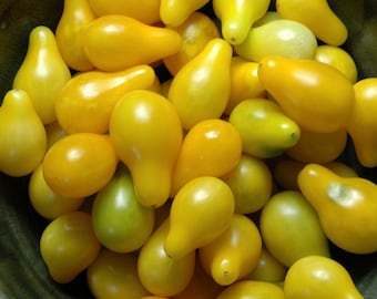 Cherry Tomato- Yellow Pear- heirloom- 75 day- INDETERMINATE- 25 seeds
