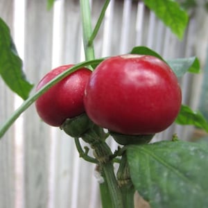Hot Pepper- Satan&#39;s Kiss- 76 days- 50,000 shu- very hot- 25 seeds