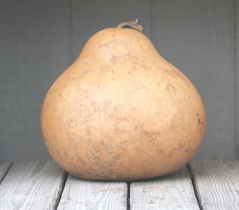 Gourd Green Drum Huge art specimen Outstanding fruit 150 Etsy