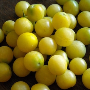 Cherry Tomato- SNOW WHITE CHERRY- heirloom- 75 day Indeterminate- 25 seeds