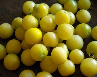 Cherry Tomato- SNOW WHITE CHERRY- heirloom- 75 day Indeterminate- 25 seeds