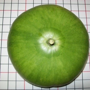 Gourd CANTEEN aka Corsican 120 days flat rate shipping 20 seeds image 2