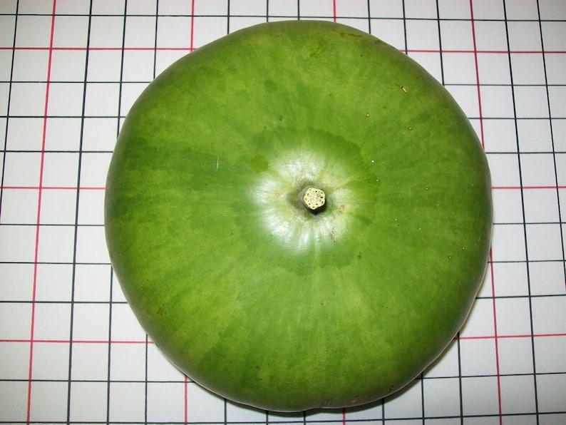 Gourd CANTEEN aka Corsican 120 days flat rate shipping 20 seeds image 2