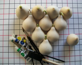 Gourd- SMALL WHITE PEAR- 3 to 4 inches tall- 90 days to harvest- 18 seeds