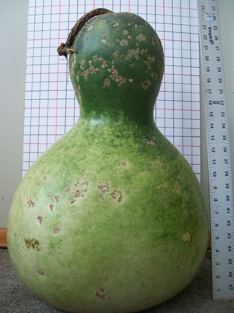 Gourd African Wine Kettle Huge art specimen Outstanding Etsy