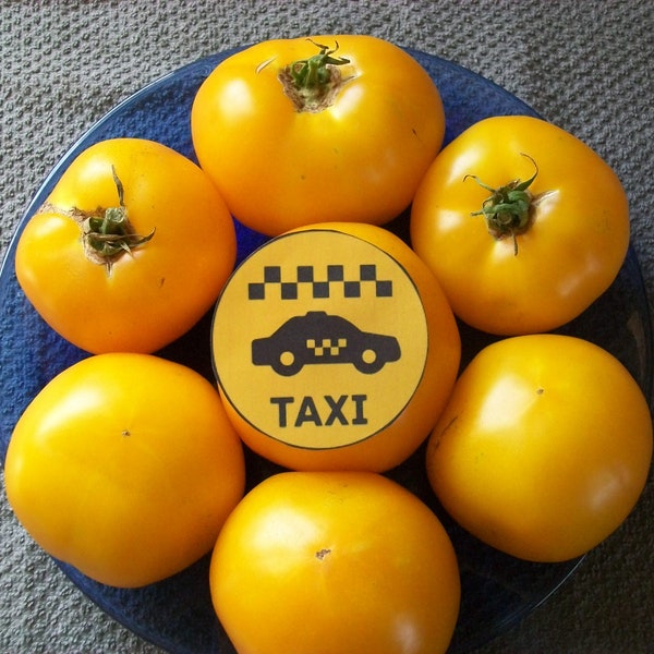 Heirloom Tomato- TAXI- 65 day yellow Determinate- heat tolerant- 25 seeds