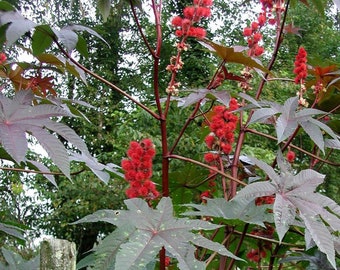 Castor Bean- Ricinus communis species- 10 ft. tall- bronze green- 10 seeds