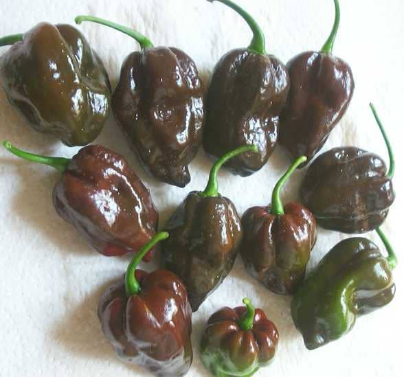 Hot Pepper Habanero Chocolate 300000 SHU extremely hot 25 Etsy