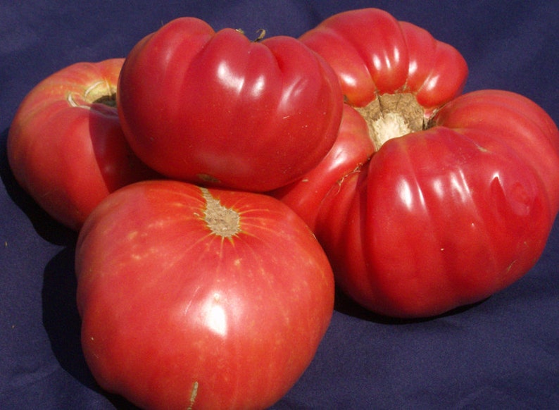 Heirloom Tomato BRANDYWINE PINK 75 to 100 Day PINK Etsy Australia