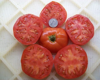 Heirloom Tomato- BONNIE BEST aka John Baer- 85 day- RED Indeterminate- 25 seeds per pack