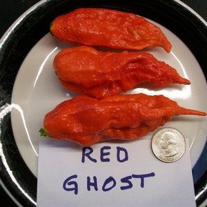 Hellish hot pepper- Bhut jolokia RED Ghost- 25 seeds