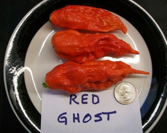 Hellish hot pepper- Bhut jolokia RED Ghost- 25 seeds