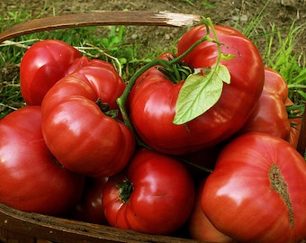 Heirloom Tomato- Brandywine Red- 90 to 100 day RED Indeterminate- 25 seeds
