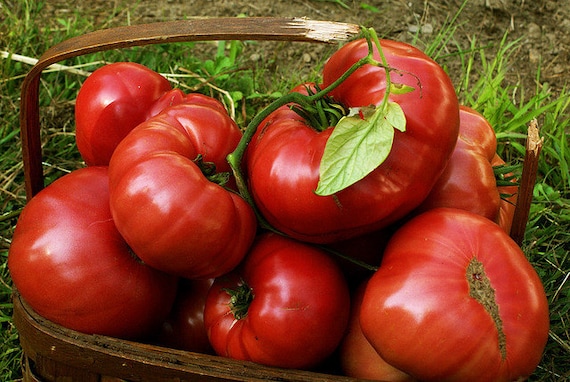 Heirloom Tomato- Brandywine Red- 90 to 100 day RED Indeterminate- 25 seeds