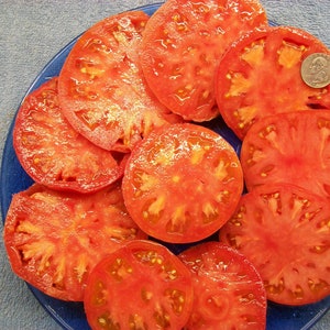 May include: A blue plate with 10 slices of red ripe tomatoes. The tomatoes are arranged in a circle with a silver coin in the center.