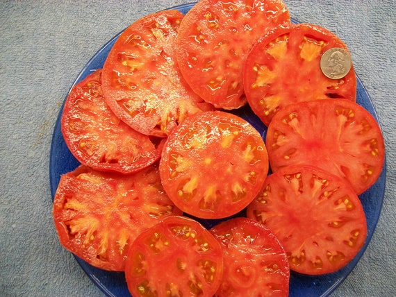 Heirloom Tomato BRANDYWINE PINK 75 to 100 Day PINK Indeterminate 25 Seeds -   Canada