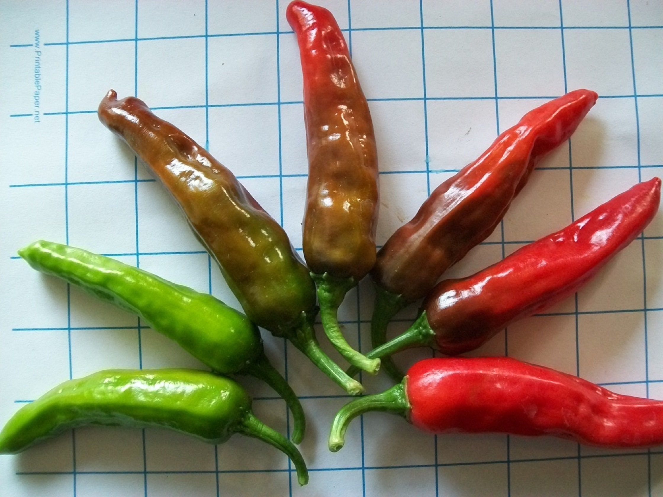 Hot Pepper Japanese Shishito 75 day 200 SHU extremely Etsy