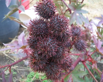 Castor Bean- Ricinus CARMENCITA PURPLE- 6 ft. tall- purple foliage- dark purple pods- 18 seeds