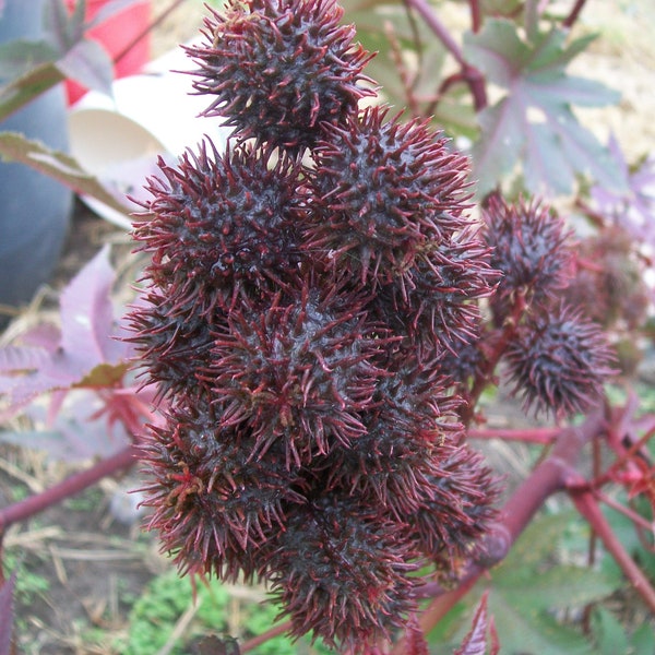 Castor Bean- Ricinus CARMENCITA PURPLE- 6 ft. tall- purple foliage- dark purple pods- 18 seeds