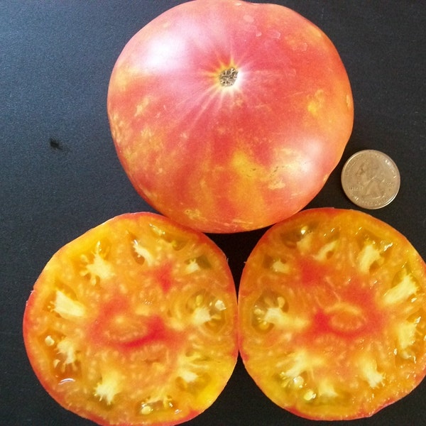 Heirloom Tomato- OAXACAN JEWEL - 85 day orange and red bicolor- Indeterminate - 25 seeds