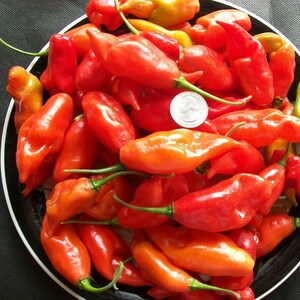 Hot Pepper PAPER LANTERN 80 day habanero 200,000 shu very hot 25 seeds image 4