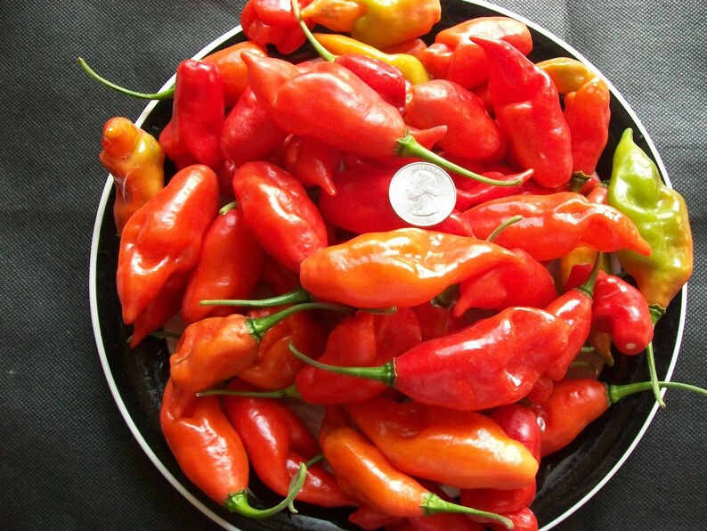 Hot Pepper PAPER LANTERN 80 day habanero 200,000 shu very hot 25 seeds image 4