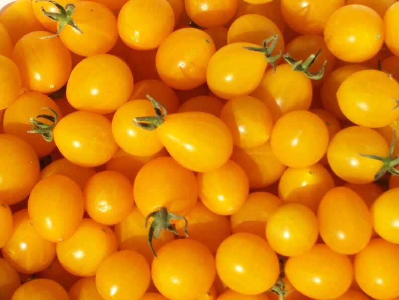 Cherry Tomato Blondkopfchen 77 Day INDETERMINATE 25 Seeds Etsy